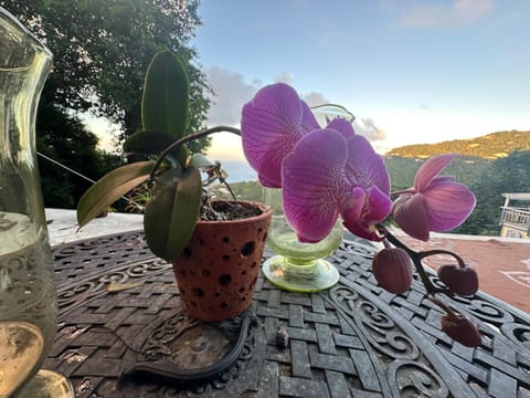 Casita Orquidea Vacation rental in Virgin Islands (U.S.)