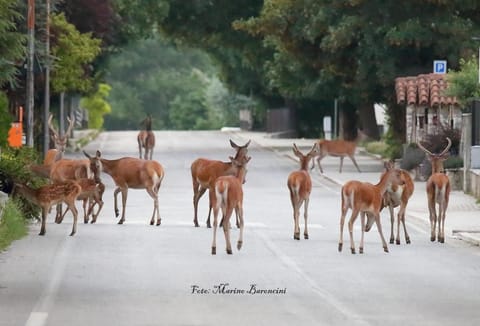 La casa di Nonna Carissima House in Villalago