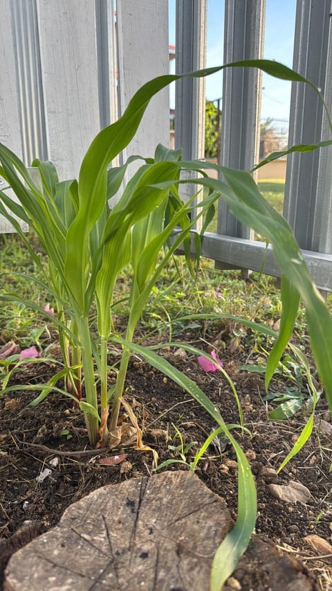 Inner courtyard view