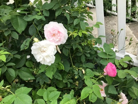 Villa Rosenborg B&B Bed and Breakfast in Kalmar County, Sweden