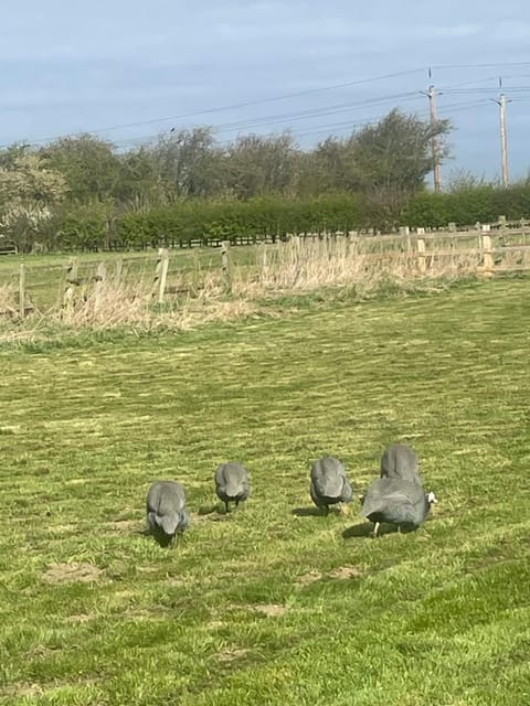 Springvale Farm Holiday Let House in England