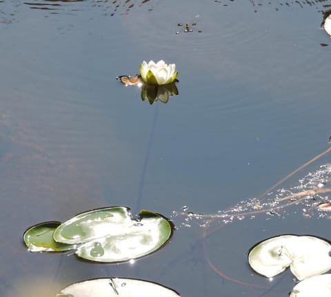 Natural landscape, River view
