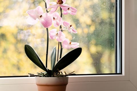 Ferienwohnung Kunterbunt Eckernförde Apartment in Eckernförde