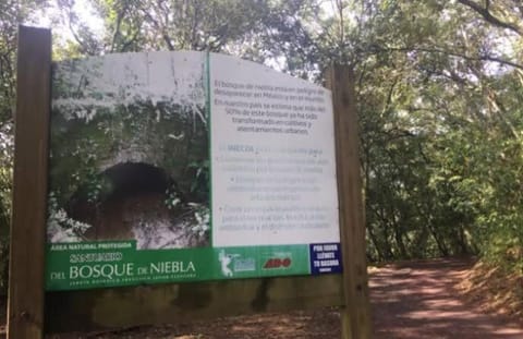 Briones Mustard Forest House House in Xalapa