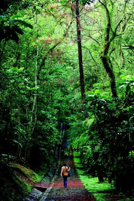 Briones Mustard Forest House House in Xalapa