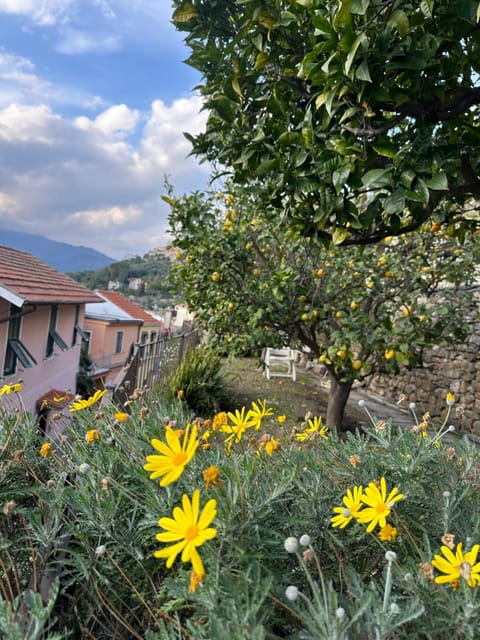 Garden, Balcony/Terrace