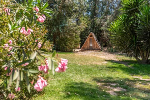 Spring, Day, Natural landscape, Garden, Garden, Garden view