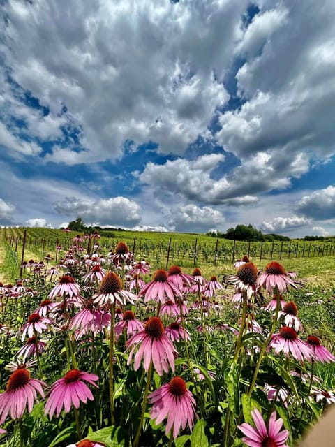 Natural landscape, Garden, Garden view