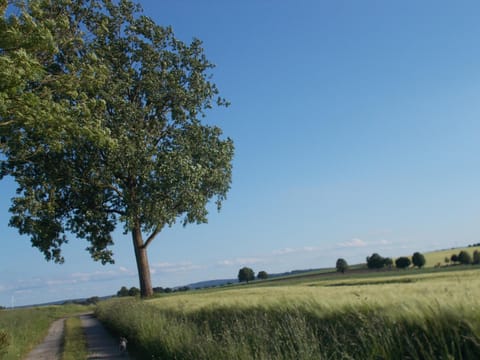 Natural landscape