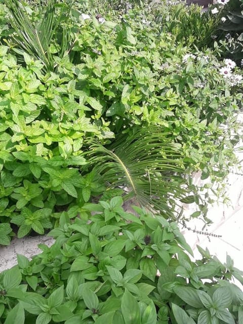 Hotel Florakis Bed and Breakfast in Euboea