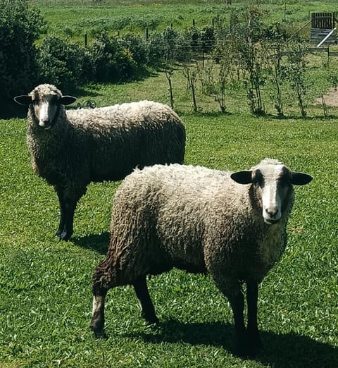 Garden, Animals