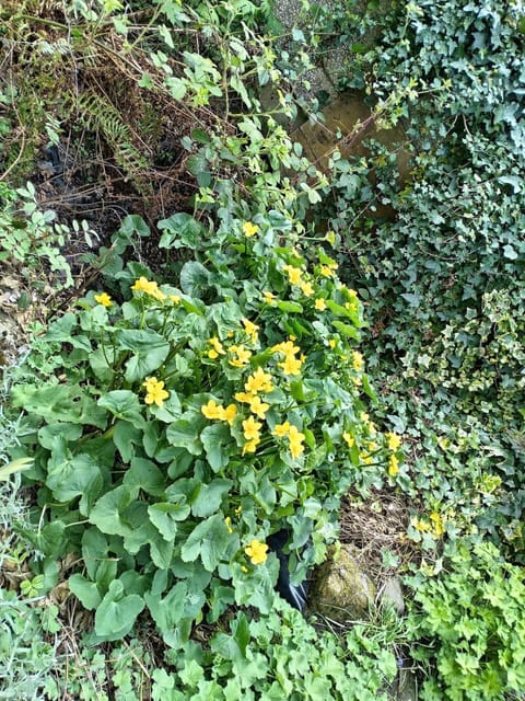 ScottishBorders Townhouse House in England