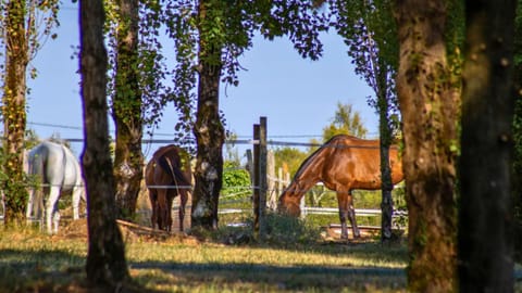 Natural landscape, Horse-riding, On site
