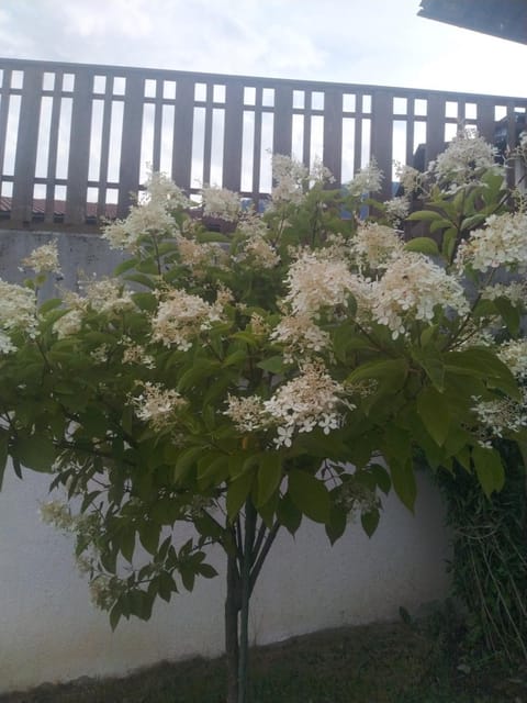 Mitterhofer Appartements Apartment in Trentino-South Tyrol