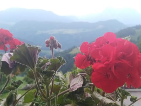 Mitterhofer Appartements Apartment in Trentino-South Tyrol