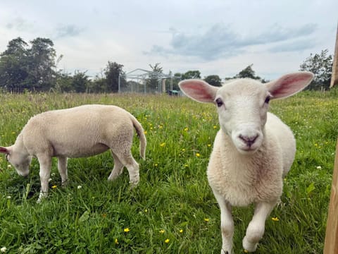 Kennedy Farm Lodge Apartment in Northern Ireland