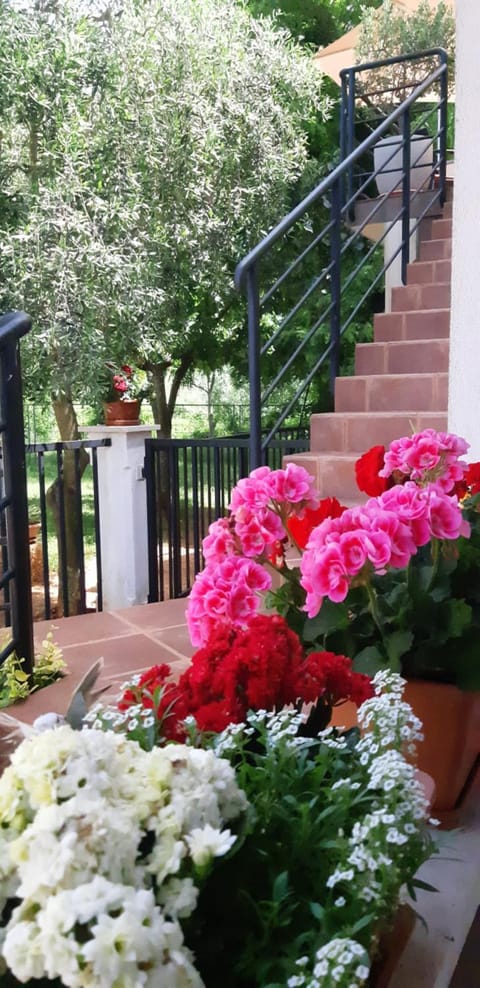 Apartment Ankica Apartment in Istria County