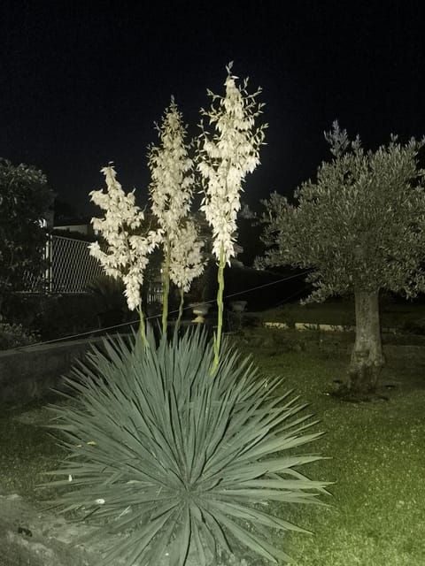 Grünner Apartments Apartment in Dobrota