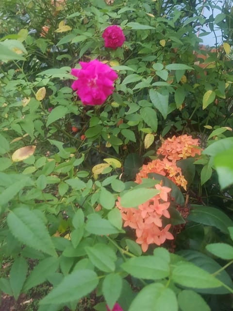 Natural landscape, Garden, Garden view