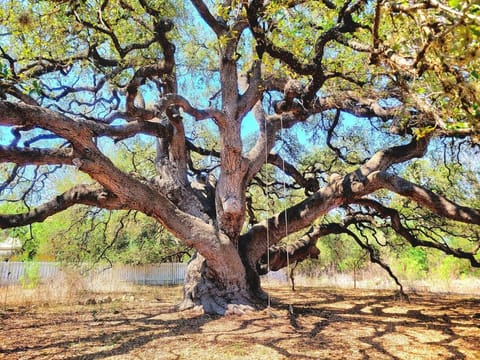 TJs Escape Landmark Oak Tree 1mile2river House in Rio Grande