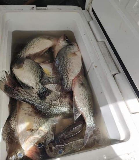 FREE Boat to use, Fish from the dock Fur babies ok House in Florida