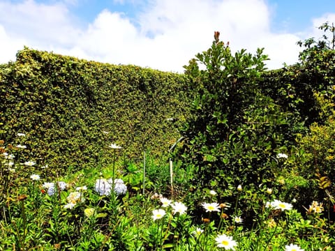 Natural landscape, Garden view