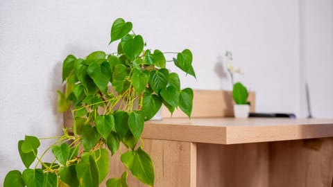 Other, Other, Decorative detail