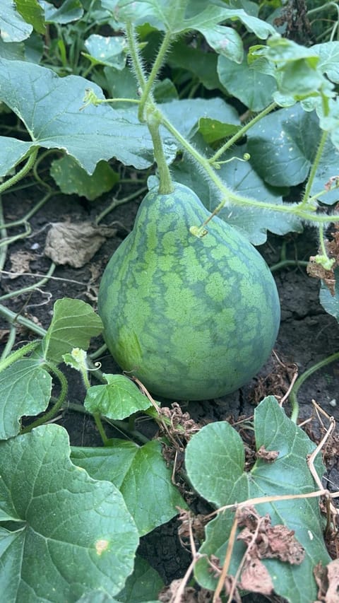 Garden, Food and drinks