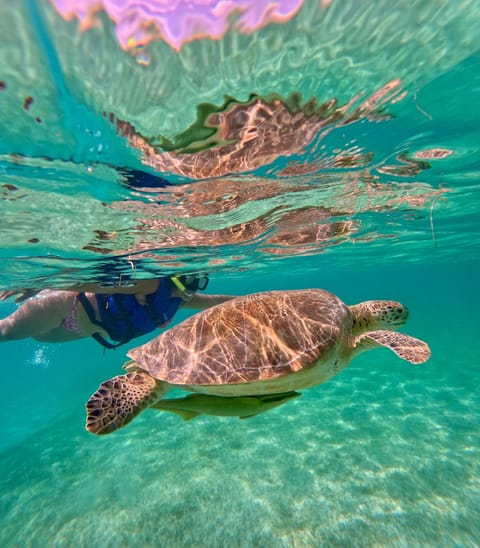 Natural landscape, Activities, Animals