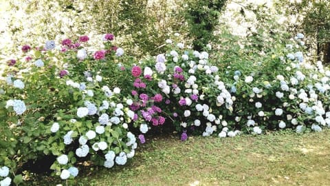 Natural landscape, Garden, Garden view
