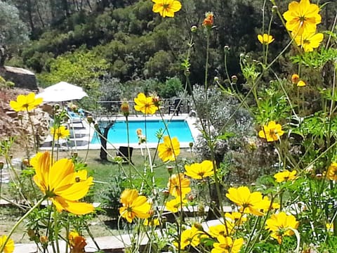 Pool view