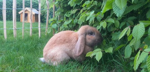 Übernachtung im Bauwagen Apartment in Wittmund