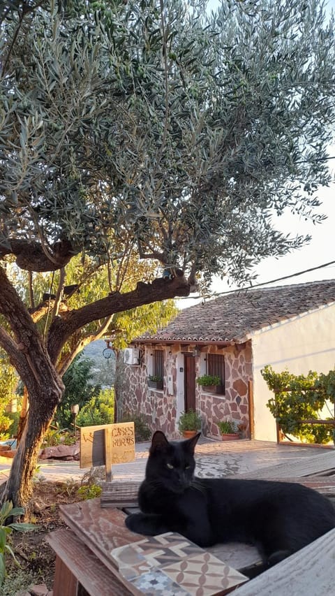 Property building, Garden, Pets, Garden view