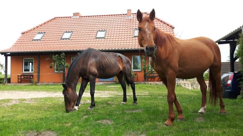 Horse-riding, Animals