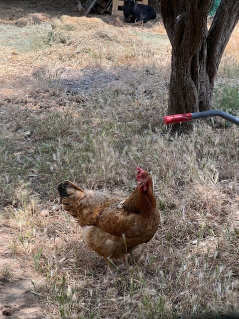 Soulmondo - BnB Dalì Bed and Breakfast in Termoli