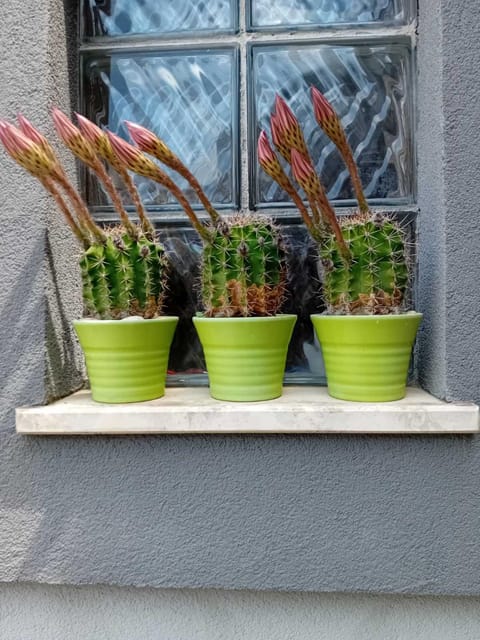 Zara Apartment Apartment in Zadar