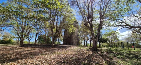 Day, Natural landscape, Garden, Garden view