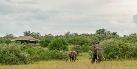 Animals