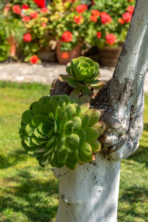 Garden House 2 Apartment in Kissamos