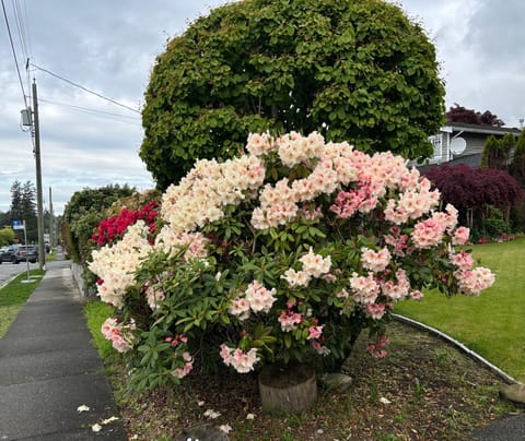 Property building, Spring, Garden