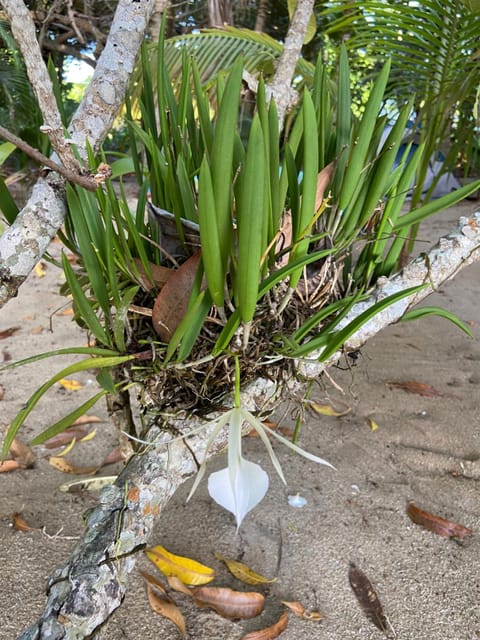 Garden, Garden, Garden view