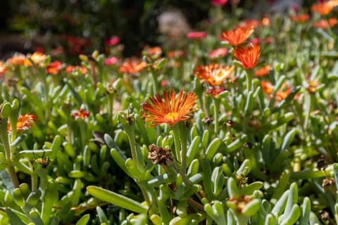 Villa con Giardino - Accesso Diretto alla Spiaggia Giunco Villa in Carloforte