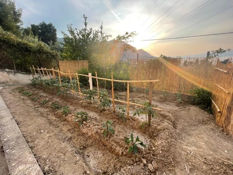 The Doctor's house - Το σπίτι του γιατρού House in Euboea