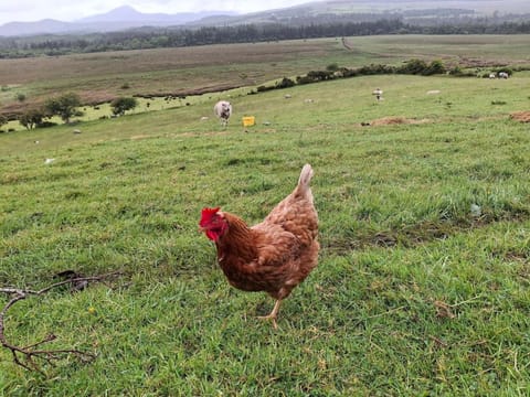 Wooly Huts Grey Apartment in County Mayo