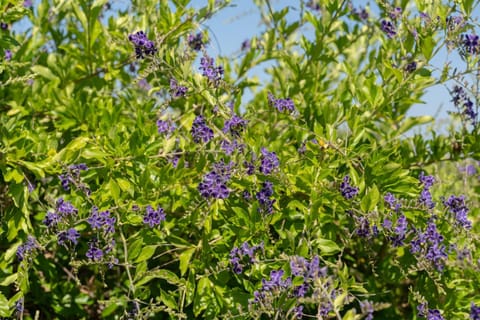 Day, Garden, Garden view
