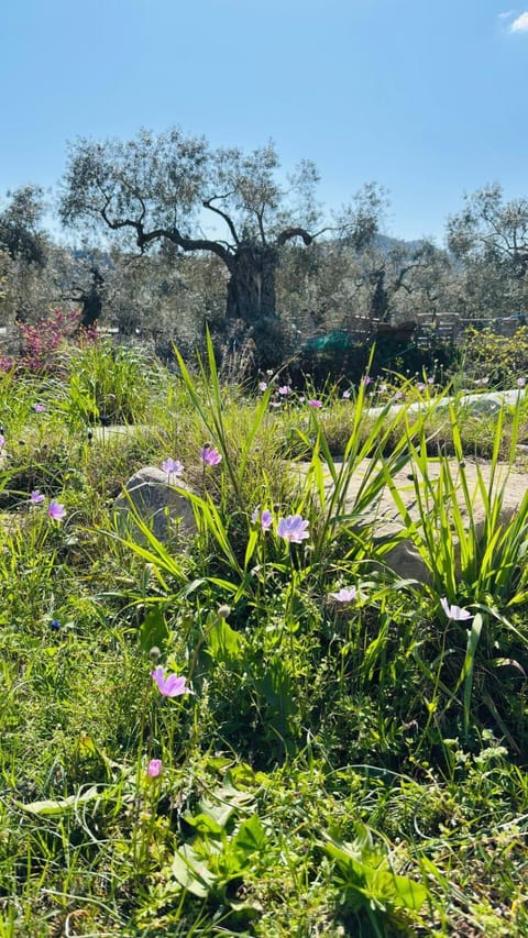 Nurit private apartment Apartment in Thasos