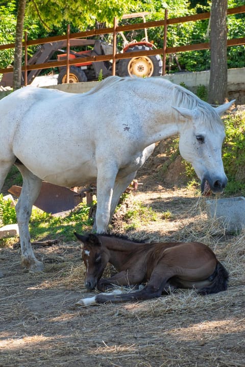 Il Ranch Country House B&B Bed and Breakfast in Anagni