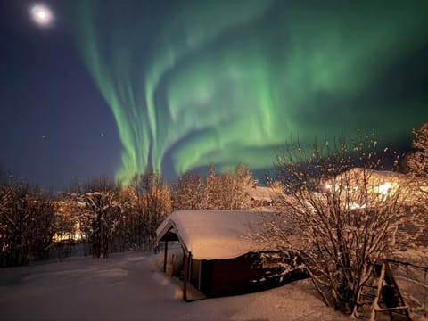 Night, Winter, View (from property/room), Garden view