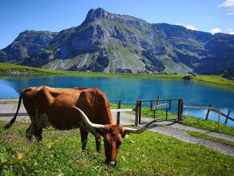 Nearby landmark, Day, Natural landscape, Animals, Lake view, Mountain view