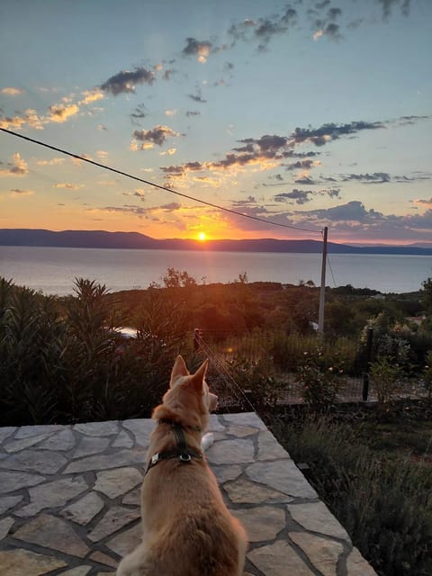 Natural landscape, Pets, Sea view, Sunrise, pet friendly